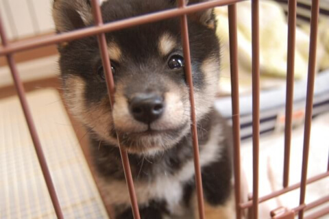 営業許可 第一種動物取扱業